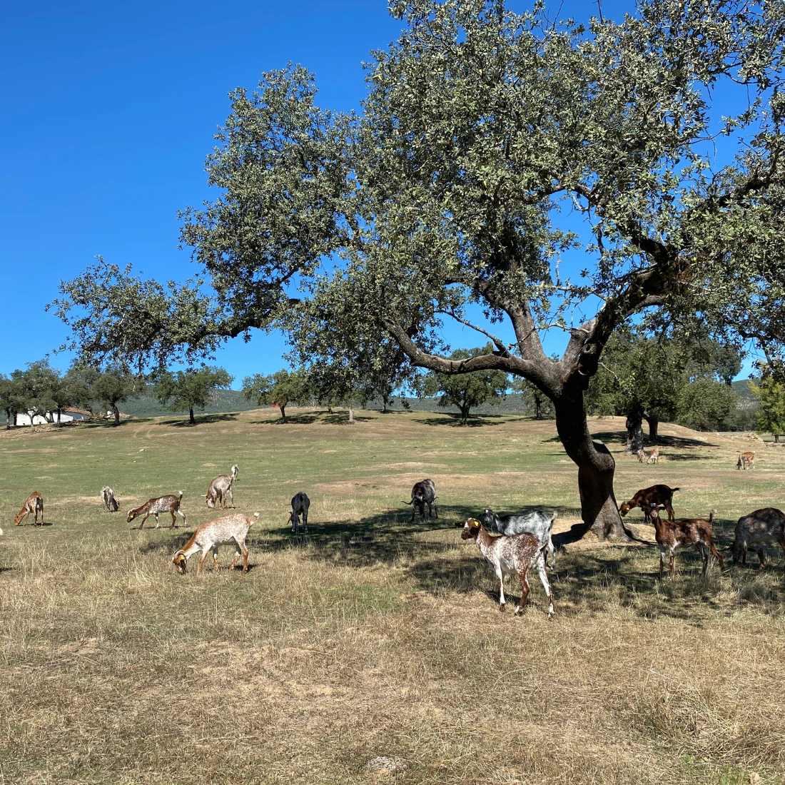senderismo-aracena-rutas-para-hacer
